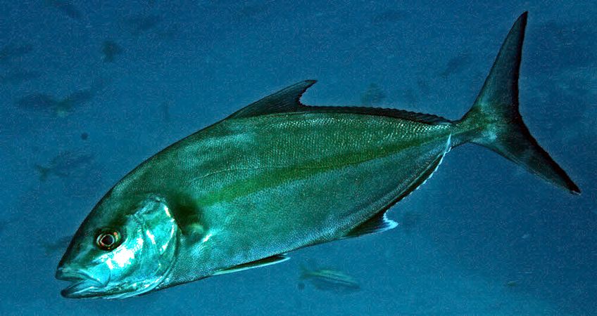 Seriola dumerili_005